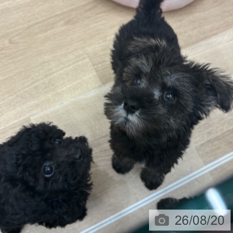 大阪府のミニチュアシュナウザー (ペットプラス 鶴見店/2026年6月12日生まれ/男の子/ソルトペッパー)の子犬の3枚目の画像