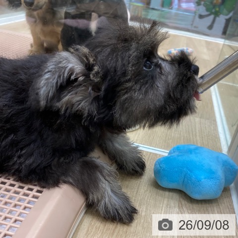 和歌山県のミニチュアシュナウザー (ペットプラス 和歌山店/2026年6月12日生まれ/男の子/ソルトペッパー)の子犬の3枚目の画像