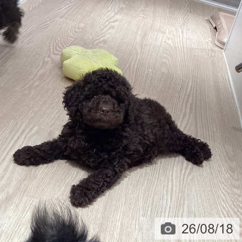 徳島県のトイプードル(トイ) (ペットプラス 徳島店/2026年6月6日生まれ/男の子/ブラウン)の子犬の3枚目の画像