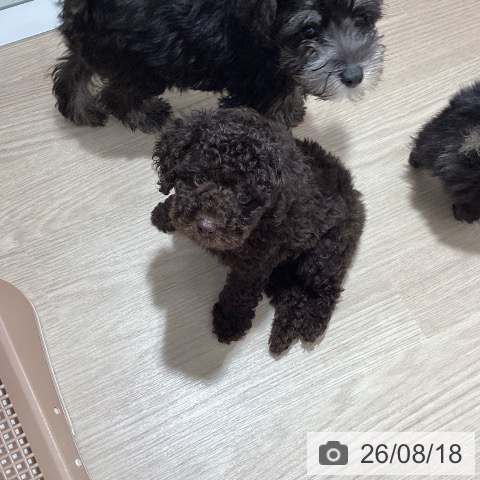徳島県のトイプードル(トイ) (ペットプラス 徳島店/2026年6月6日生まれ/男の子/ブラウン)の子犬の3枚目の画像
