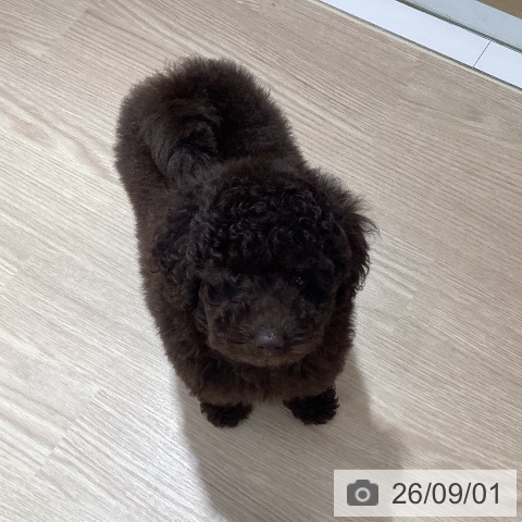 徳島県のトイプードル(トイ) (ペットプラス 徳島店/2026年6月6日生まれ/男の子/ブラウン)の子犬の4枚目の画像