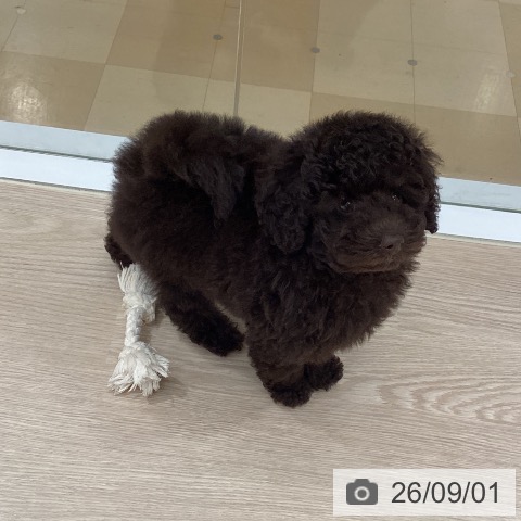 徳島県のトイプードル(トイ) (ペットプラス 徳島店/2026年6月6日生まれ/男の子/ブラウン)の子犬の3枚目の画像