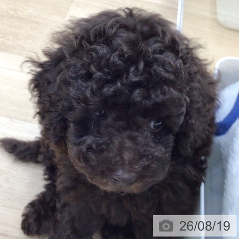 福島県のトイプードル(トイ) (ペットプラス 福島店/2026年6月11日生まれ/男の子/ブラウン)の子犬の4枚目の画像
