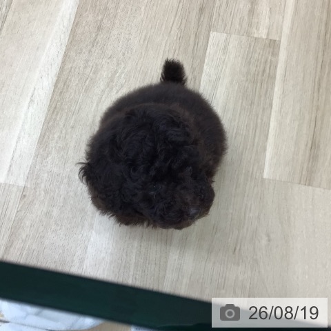 福島県のトイプードル(トイ) (ペットプラス 福島店/2026年6月11日生まれ/男の子/ブラウン)の子犬の3枚目の画像