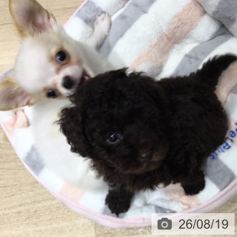 宮城県のトイプードル(トイ) (ペットプラス 仙台上杉店/2026年6月11日生まれ/男の子/ブラウン)の子犬の4枚目の画像