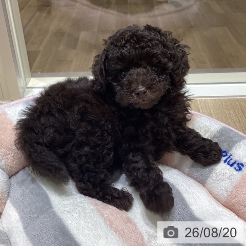 宮城県のトイプードル(トイ) (ペットプラス 仙台上杉店/2026年6月11日生まれ/男の子/ブラウン)の子犬の3枚目の画像