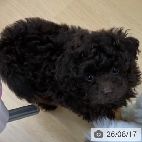 香川県のトイプードル(トイ) (ペットプラス 綾川店/2026年6月10日生まれ/男の子/ブラウン)の子犬の4枚目の画像