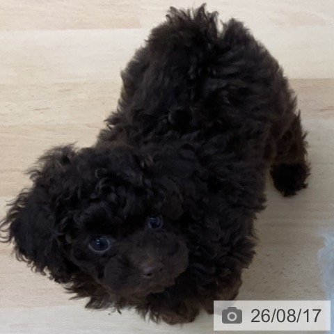 香川県のトイプードル(トイ) (ペットプラス 綾川店/2026年6月10日生まれ/男の子/ブラウン)の子犬の3枚目の画像