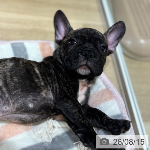 フレンチ・ブルドッグの写真