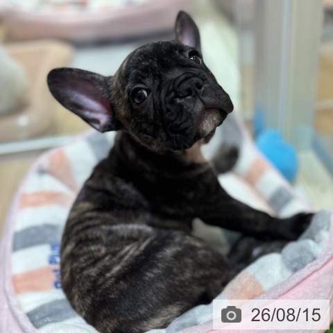 大阪府のフレンチブルドッグ (ペットプラス イオン大日店/2026年6月4日生まれ/男の子/ブリンドル)の子犬の4枚目の画像