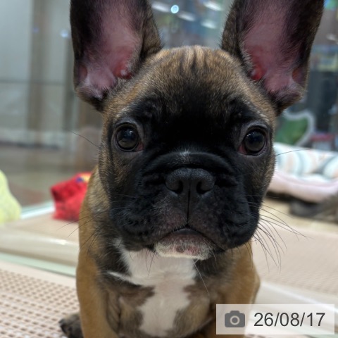 大阪府のフレンチブルドッグ (ペットプラス 鶴見店/2026年6月11日生まれ/男の子/フォーン)の子犬の4枚目の画像