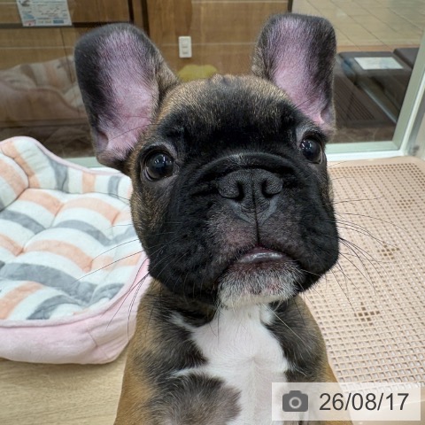 大阪府のフレンチブルドッグ (ペットプラス 鶴見店/2026年6月11日生まれ/男の子/フォーン)の子犬の3枚目の画像