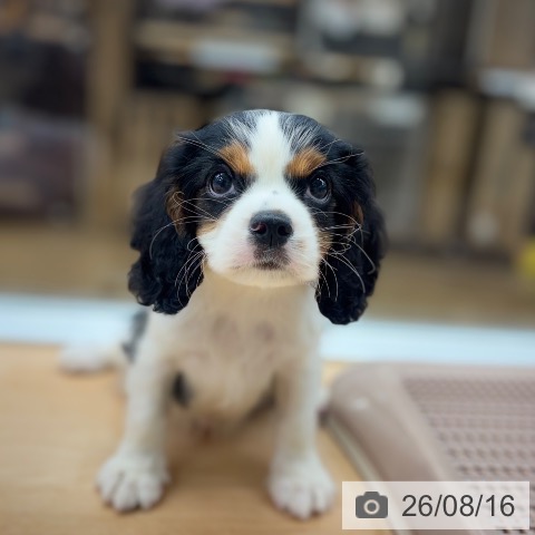 京都府のキャバリアキングチャールズスパニエル (ペットプラス 醍醐店/2026年6月11日生まれ/男の子/トライカラー)の子犬の4枚目の画像
