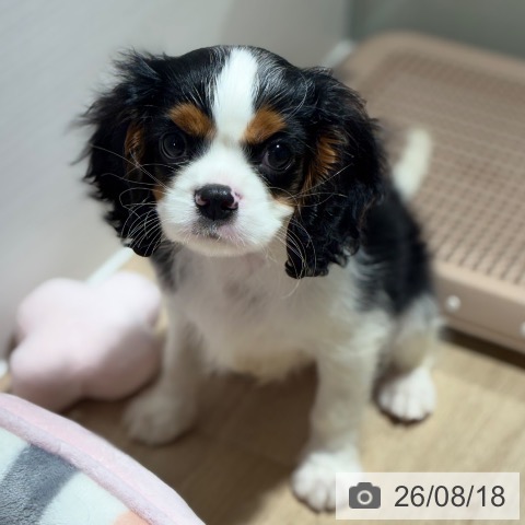 兵庫県のキャバリアキングチャールズスパニエル (ペットプラス 神戸三宮店/2026年6月11日生まれ/男の子/トライカラー)の子犬の3枚目の画像