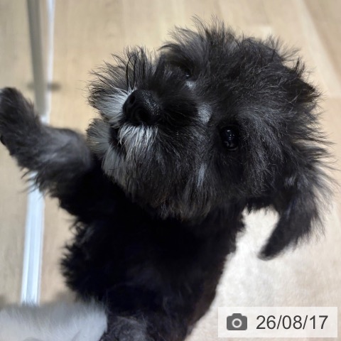 ミニチュア・シュナウザーの写真