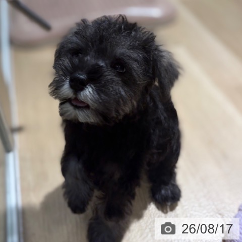 ミニチュア・シュナウザーの写真