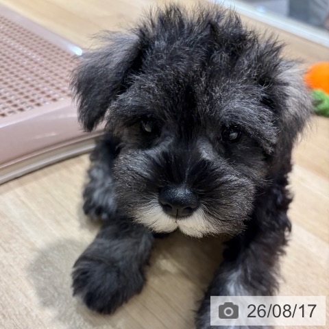 ミニチュア・シュナウザーの写真