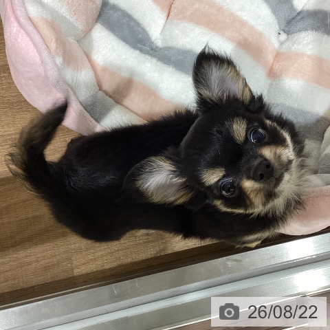 鳥取県のチワワ(ロング) (ペッツワン 日吉津店/2026年6月10日生まれ/女の子/ブラックタン)の子犬の3枚目の画像
