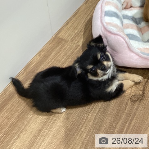 鳥取県のチワワ(ロング) (ペッツワン 日吉津店/2026年6月10日生まれ/女の子/ブラックタン)の子犬の4枚目の画像