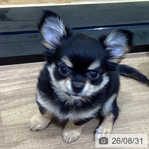鳥取県のチワワ(ロング) (ペッツワン 日吉津店/2026年6月10日生まれ/女の子/ブラックタン)の子犬の3枚目の画像