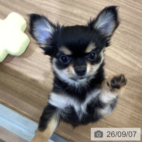 鳥取県のチワワ(ロング) (ペッツワン 日吉津店/2026年6月10日生まれ/女の子/ブラックタン)の子犬の3枚目の画像