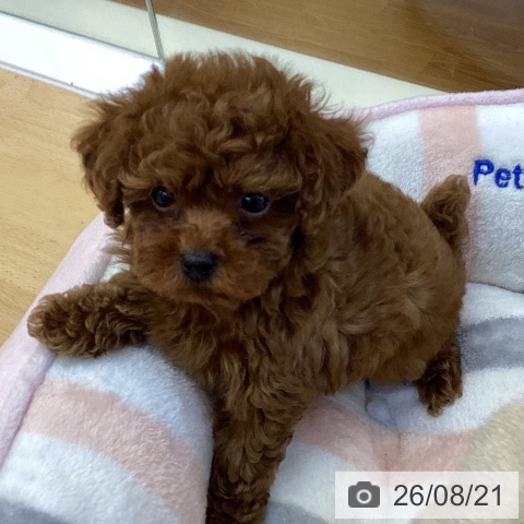 香川県のトイプードル(トイ) (ペットプラス 綾川店/2026年6月17日生まれ/男の子/レッド)の子犬の4枚目の画像