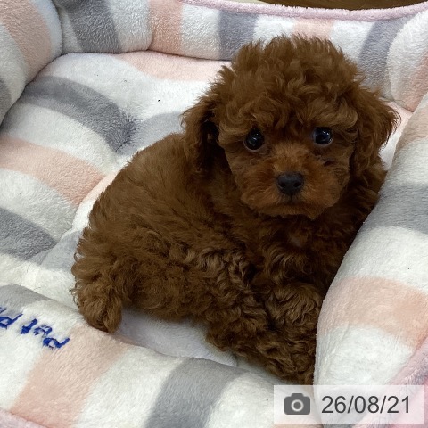 香川県のトイプードル(トイ) (ペットプラス 綾川店/2026年6月17日生まれ/男の子/レッド)の子犬の3枚目の画像