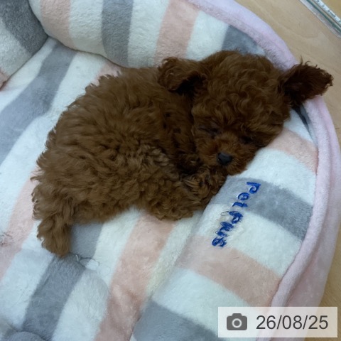 香川県のトイプードル(トイ) (ペットプラス 綾川店/2026年6月17日生まれ/男の子/レッド)の子犬の4枚目の画像