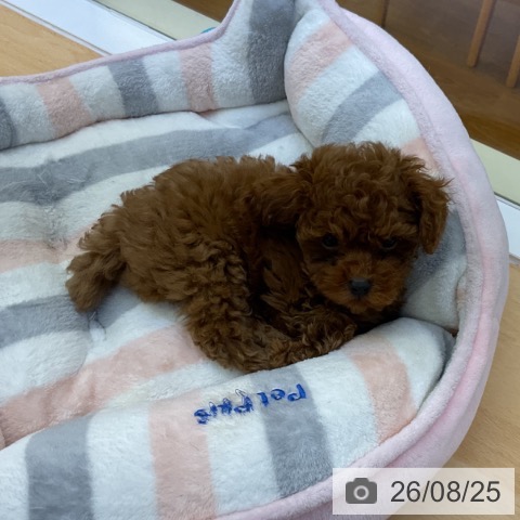 香川県のトイプードル(トイ) (ペットプラス 綾川店/2026年6月17日生まれ/男の子/レッド)の子犬の3枚目の画像