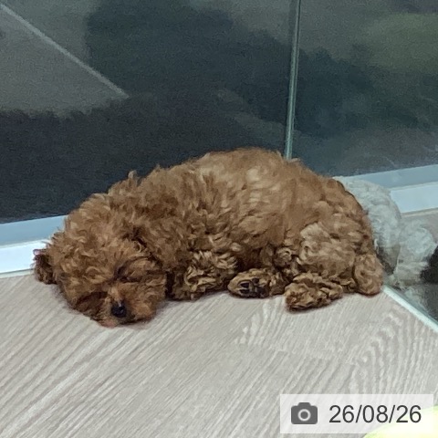 岡山県のトイプードル(トイ) (ペットプラス 岡山店/2026年6月17日生まれ/女の子/アプリコット)の子犬の3枚目の画像