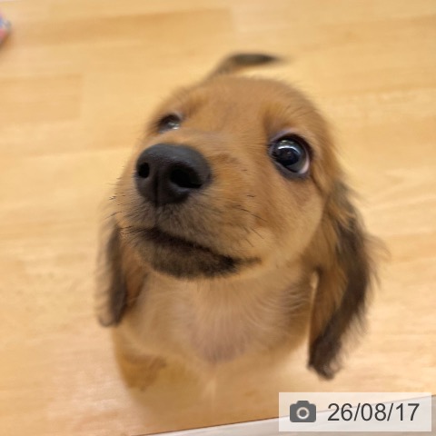 ミニチュア・ダックスフンドの写真