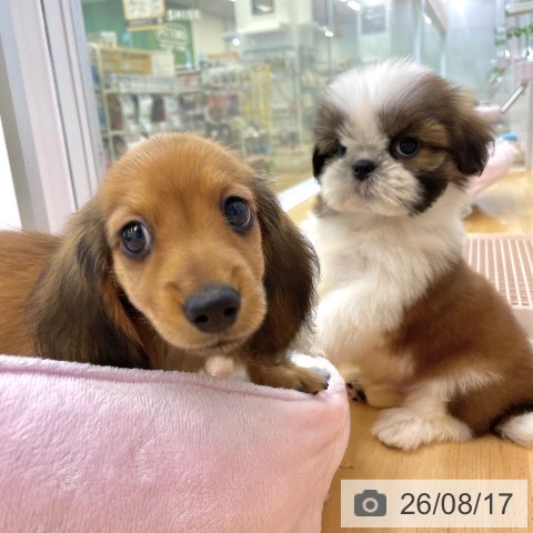ミニチュア・ダックスフンドの写真