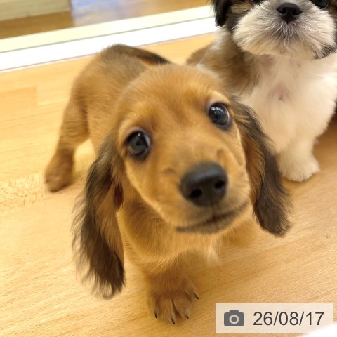ミニチュア・ダックスフンドの写真