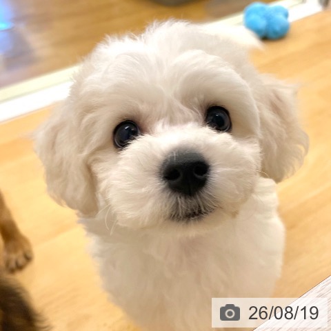 香川県のビションフリーゼ (ペットプラス 高松店/2026年6月12日生まれ/男の子/ホワイト)の子犬の4枚目の画像