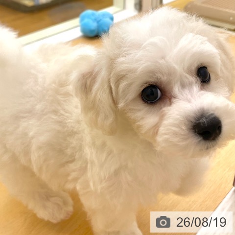 香川県のビションフリーゼ (ペットプラス 高松店/2026年6月12日生まれ/男の子/ホワイト)の子犬の3枚目の画像