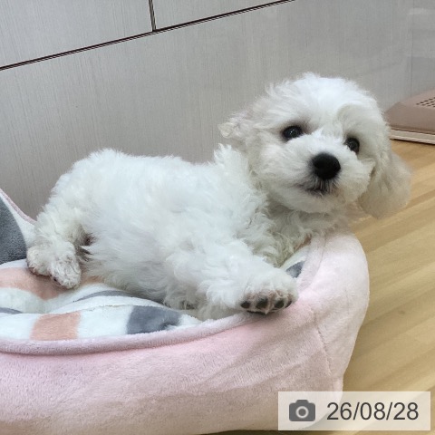 香川県のビションフリーゼ (ペットプラス 高松店/2026年6月12日生まれ/男の子/ホワイト)の子犬の4枚目の画像