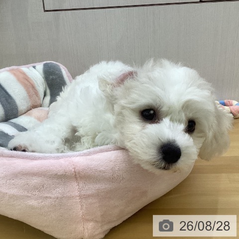 香川県のビションフリーゼ (ペットプラス 高松店/2026年6月12日生まれ/男の子/ホワイト)の子犬の3枚目の画像