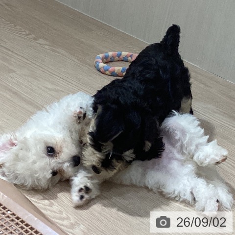 岡山県のビションフリーゼ (ペットプラス 岡山店/2026年6月12日生まれ/男の子/ホワイト)の子犬の4枚目の画像