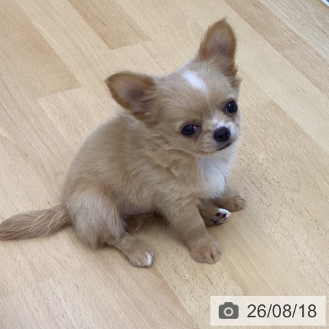 チワワの写真