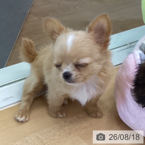 チワワの写真