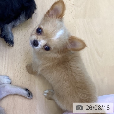 チワワの写真