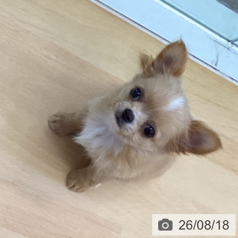 チワワの写真