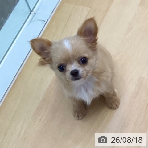 チワワの写真