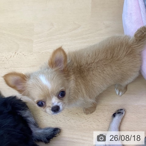 チワワの写真