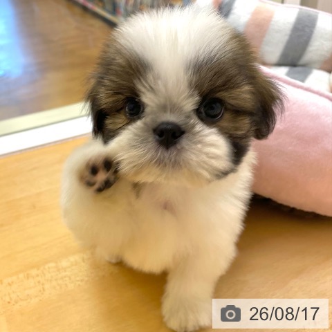 シー・ズーの写真