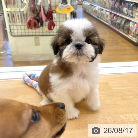 シー・ズーの写真