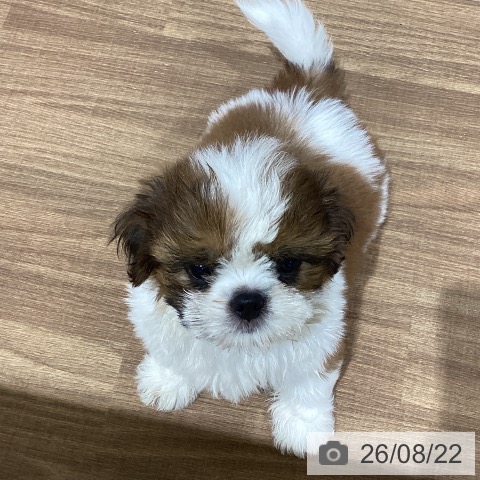 鳥取県のシーズー (ペッツワン 日吉津店/2026年6月17日生まれ/男の子/ホワイトゴールド)の子犬の4枚目の画像