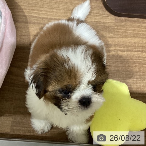 鳥取県のシーズー (ペッツワン 日吉津店/2026年6月17日生まれ/男の子/ホワイトゴールド)の子犬の3枚目の画像
