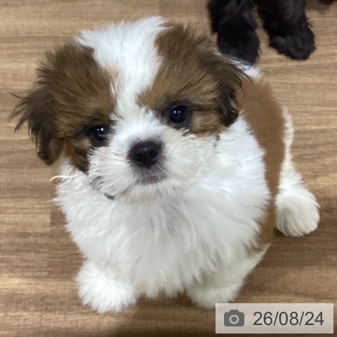 鳥取県のシーズー (ペッツワン 日吉津店/2026年6月17日生まれ/男の子/ホワイトゴールド)の子犬の4枚目の画像