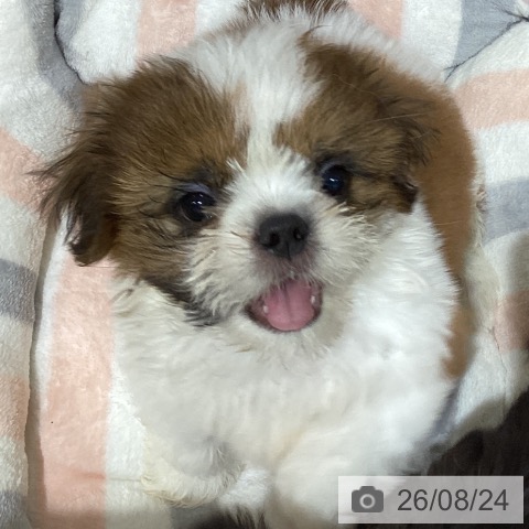 鳥取県のシーズー (ペッツワン 日吉津店/2026年6月17日生まれ/男の子/ホワイトゴールド)の子犬の3枚目の画像